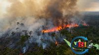 kobaran api dan asap tebal dikalimantan