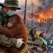 Penyelamatan Orangutan di Tengah Kebakaran Hutan