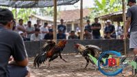 Dugaan sabung ayam di Pohsangit Wonomerto Probolinggo
